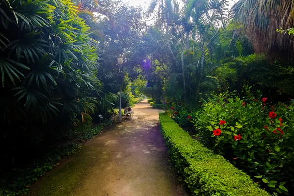 Paths to stroll through the gardens of the Parque de Malaga, Spa — Stock Photo, Image