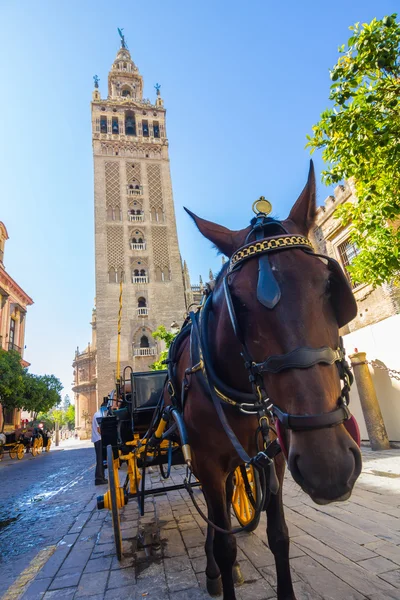 Sevilla, İspanya ünlü Giralda yanındaki atı ile taşıma — Stok fotoğraf