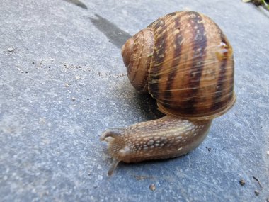 Stone Pathway 'deki Bahçe Salyangozunun Yakın Çekimi