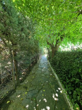 Rahatlatıcı ağaçlık alanda sessiz yeşil bir patika.