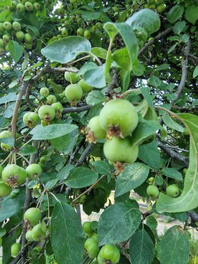 Ağacın dallarında asılı elmalar