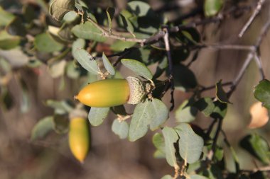 Bir meşe ağacının meşe palamutları dalında