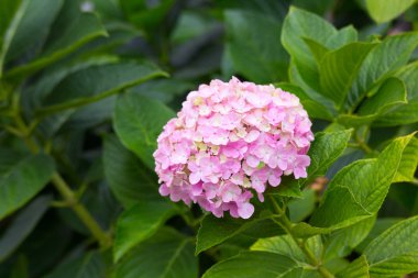 Birçok çiçek yaprakları pembe