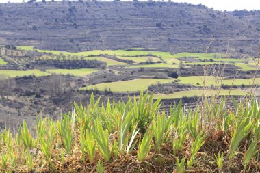 Tarım arazileri manzara tepelerde