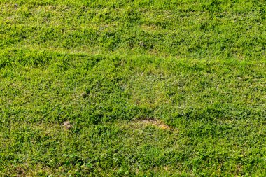 Çimenli zemin ile arka plan