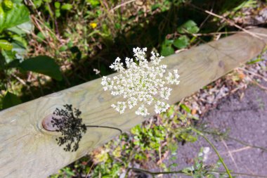 Beyaz ahşap gövde üzerinde çiçek