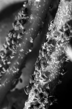 yaprak biti bir sarmaşık üzerinde kolonisi