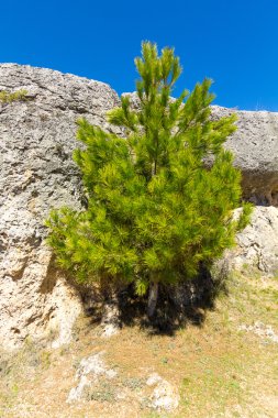 Büyük taşın yanındaki küçük çam ağacı