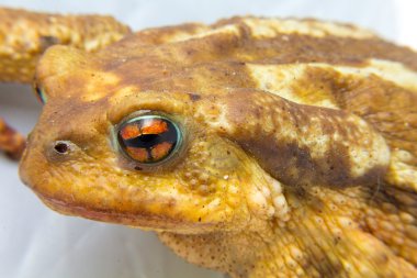 ortak Kurbağa (Bufo bufo) portre baş ve gözler