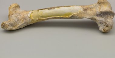 Büyük bir fosilleşmiş kemik detay