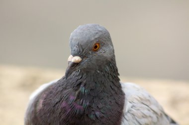 güvercin (Güvercingiller) görüntü baş