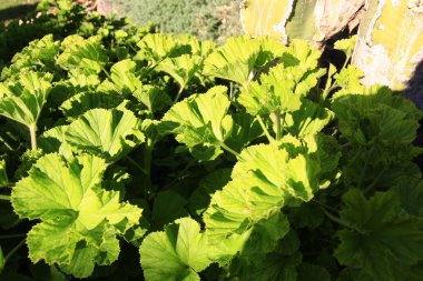 Yeşil Sardunya güneşin altında bırakır