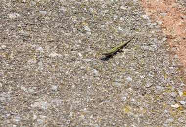Güneşte yürüyen İber kertenkele (Podarcis hispanica)