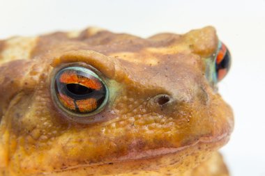ortak Kurbağa (Bufo bufo) portre baş ve gözler