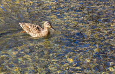 açık suda yüzen ördek