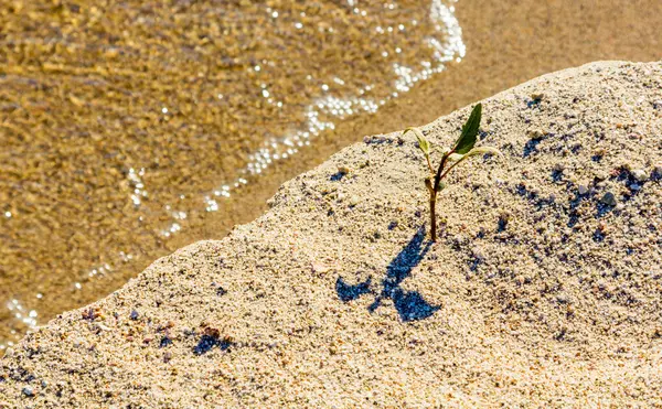 Pequena fábrica em costa arenosa de um lago — Fotografia de Stock