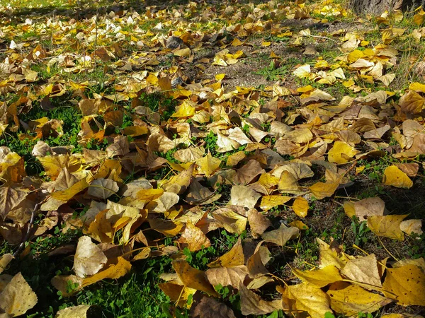 Background with ground covered in autumn leaves — Stock Photo, Image