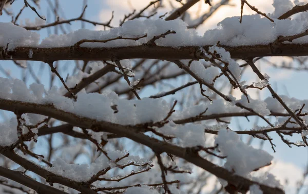 Ramas cubiertas de nieve con purpurina al sol — Foto de Stock