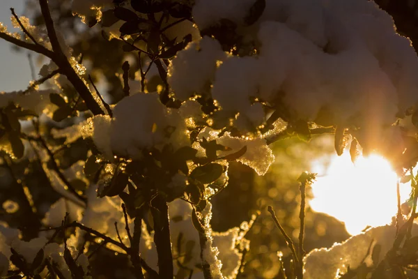 Ramas cubiertas de nieve con purpurina al sol — Foto de Stock