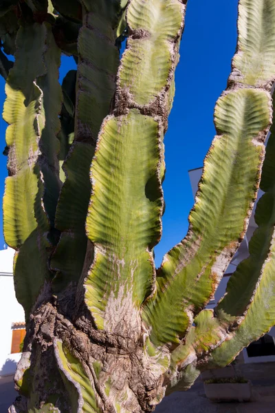 Cactus huge size with sky background — Stock Photo, Image