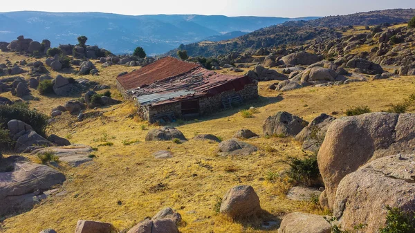 Bovini di casa in montagna — Foto Stock