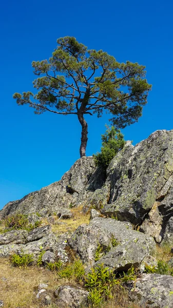 Furu på steinete område – stockfoto