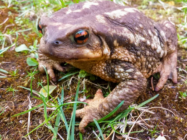 Обыкновенная жаба в траве — стоковое фото