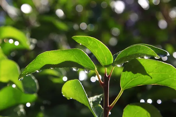 Folhas de hera verde com gotas de água após a chuva — Fotografia de Stock