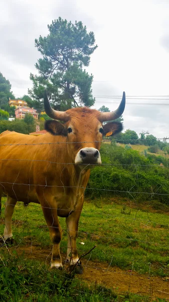 Gran vaca con cuernos detrás de una cerca — Foto de Stock