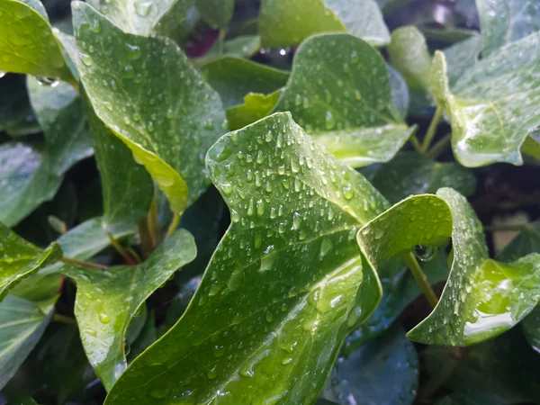 Зелене листя плюща з краплями води після дощу — стокове фото