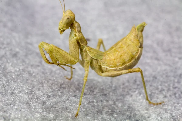 Macro foto van een insect Praying mantis — Stockfoto