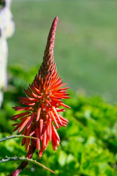 Cacto com flor vermelha bonita — Fotografia de Stock