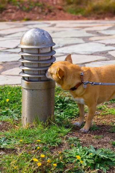 Bom cachorro chihuahua cheira um poste de luz em um parque — Fotografia de Stock