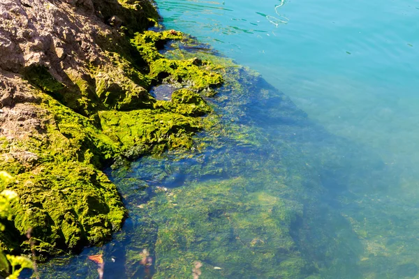 Crystal blue waters along rocks with seaweed — Stock Photo, Image