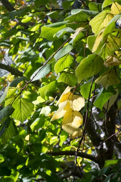 初秋的绿叶和黄叶 — 图库照片
