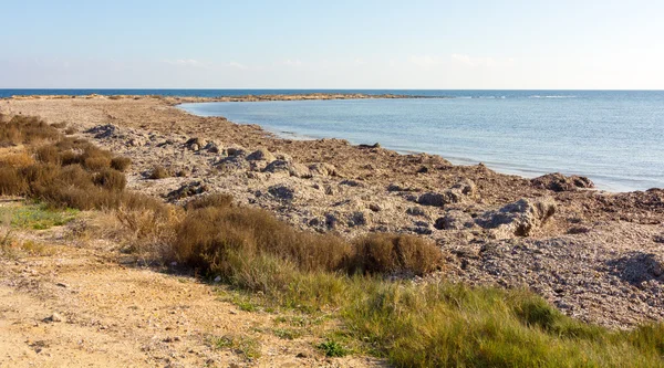 Spiaggia piena di alghe secche sulla riva — Foto Stock