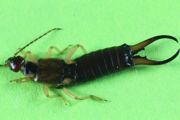 Oreja de insecto (forficula auricularia ) — Foto de Stock