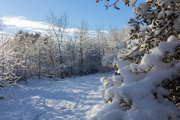 蓝天白云的雪景 — 图库照片