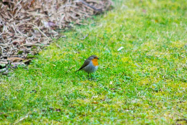 Robin fågel (Erithacus rubecula) på gräsmattan i en trädgård — Stockfoto