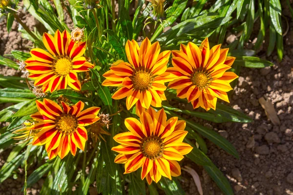 Belles fleurs avec des pétales de couleurs — Photo