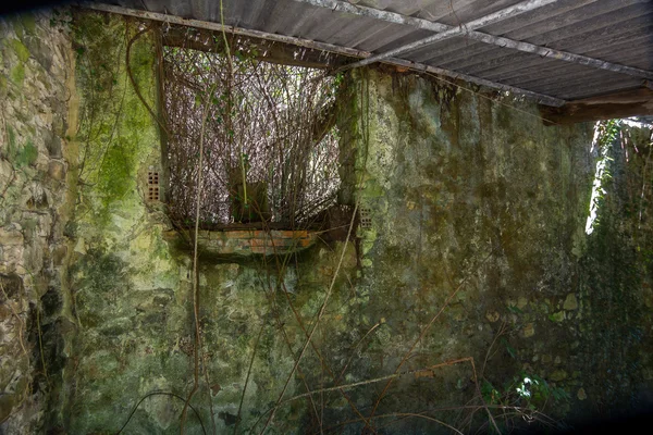 Interior of destroyed house with vegetation wet — Stock Photo, Image