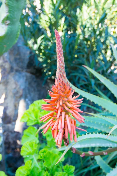 Kaktus med vackra röda blomma — Stockfoto
