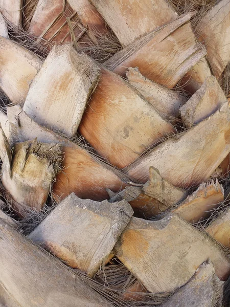 Background with a palm tree trunk — Stock Photo, Image