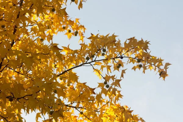 Trees in autumn with yellow tones and blue sky — Stock Photo, Image