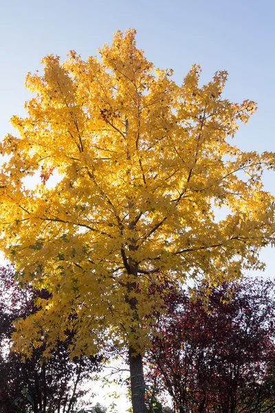 Trees in autumn with yellow tones and blue sky — Stock Photo, Image