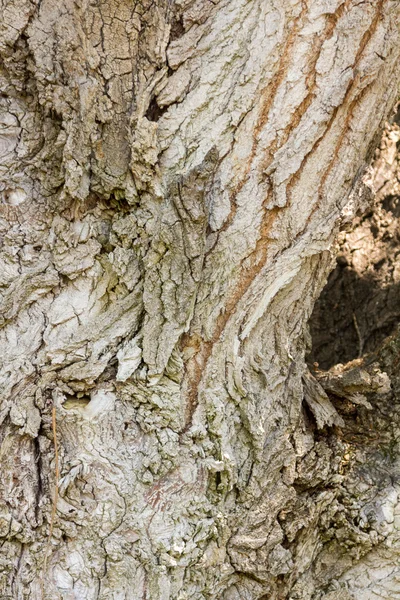 Background with a tree bark — Stock Photo, Image