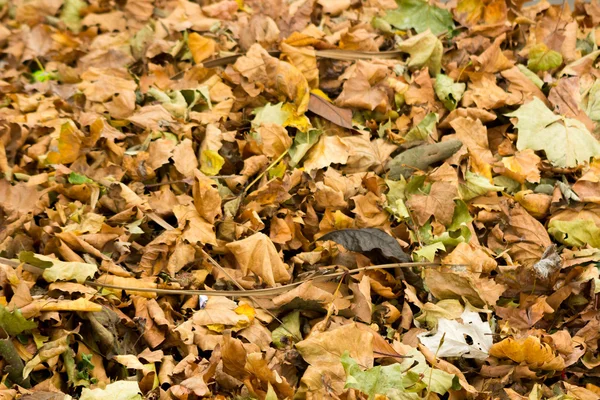 Background with ground covered in autumn leaves — Stock Photo, Image