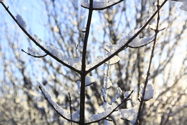 同在阳光下闪闪发光的雪覆盖着的树枝 — 图库照片