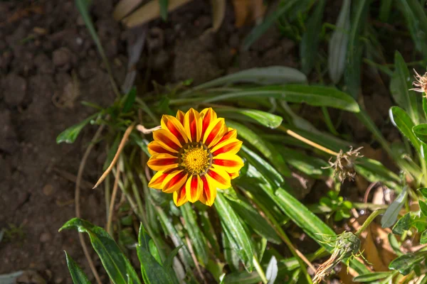 Belles fleurs avec des pétales de couleurs — Photo