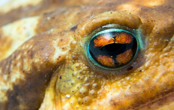 Společné ropucha (Bufo bufo) detail hlavy a očí — Stock fotografie